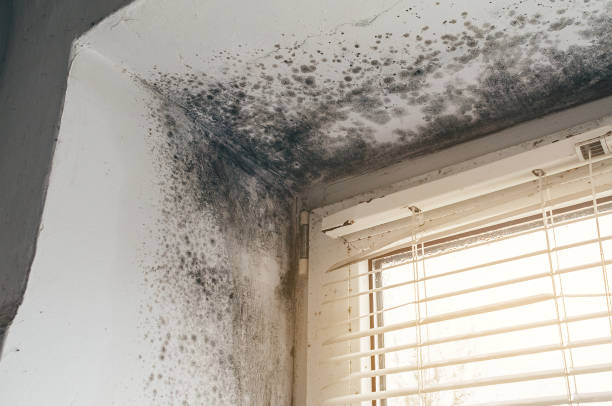 Affordable Mold Cleanup solutions in Viewtown, VA